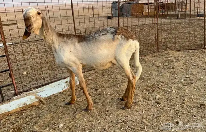 جذعه درمانيه فاخره 3