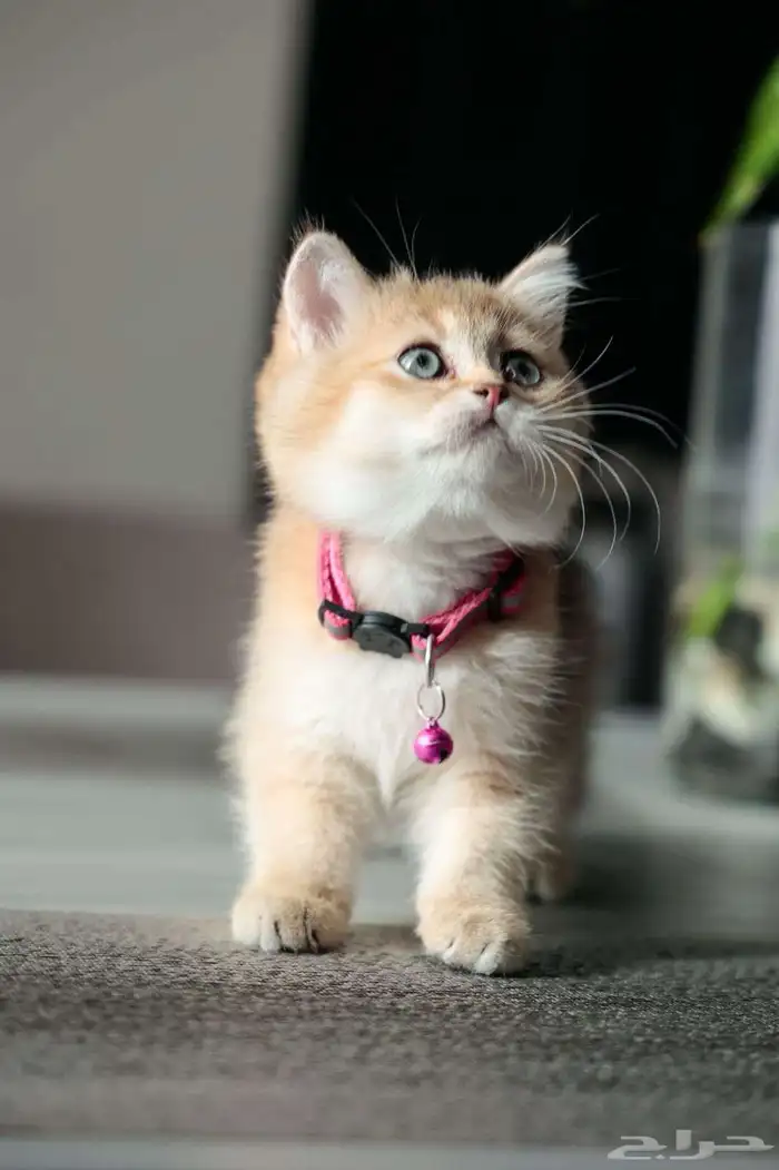 قطط سكوتش فلود 1