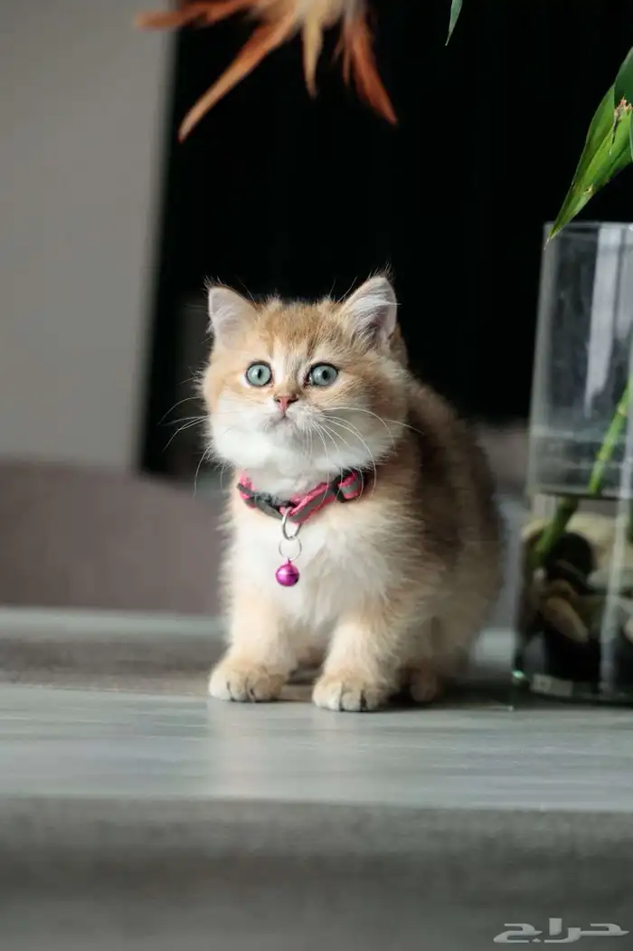 قطط سكوتش فلود 2