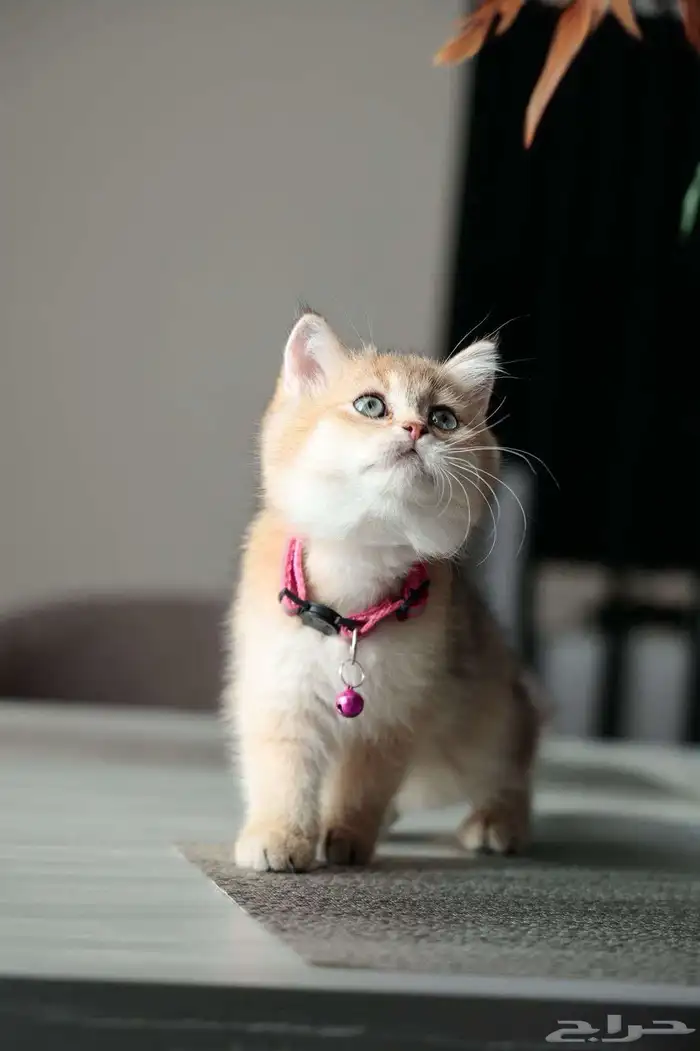 قطط سكوتش فلود 0