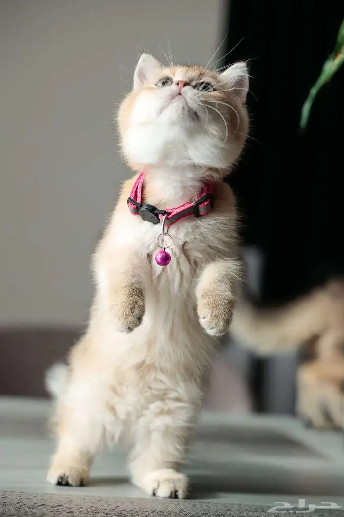 قطط سكوتش فلود 3