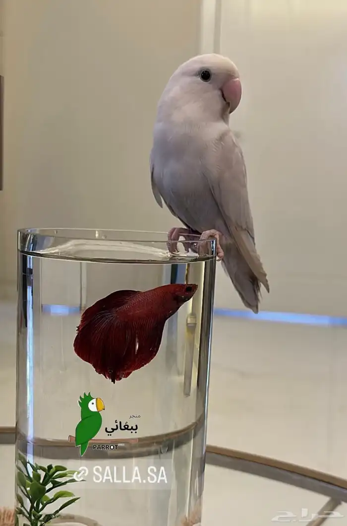 متجر ببغائي 5