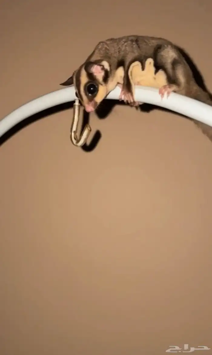 سناجب قلايدر بجدة 6