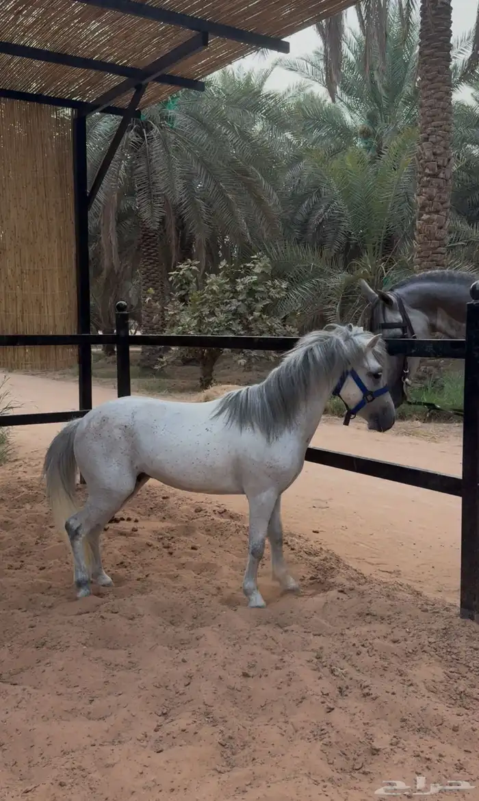 سيسي للبيع 3