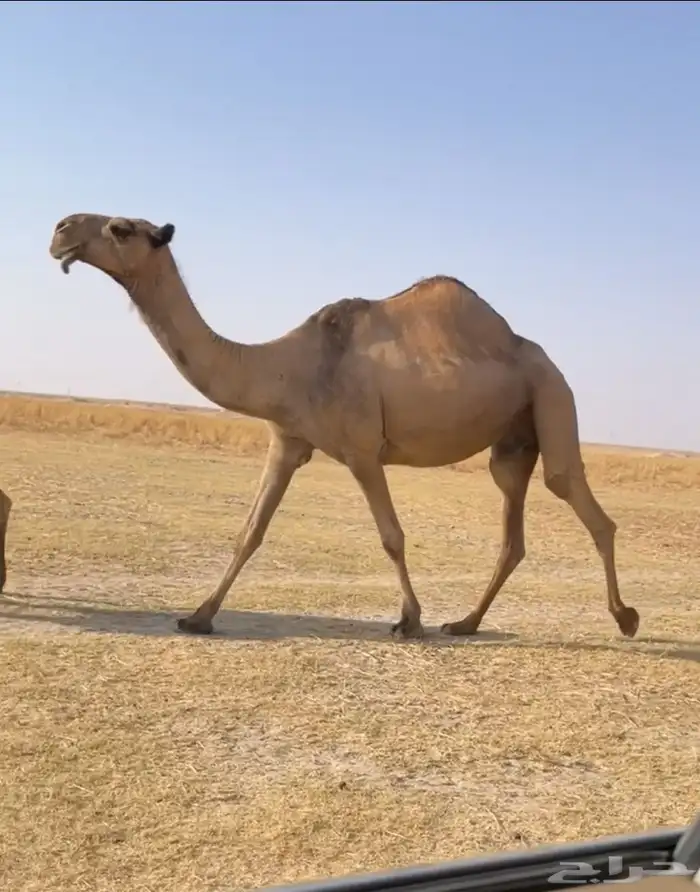 اللقحه الصفرا الكفو 3