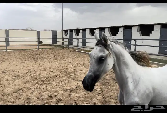 مهره فاخره 3
