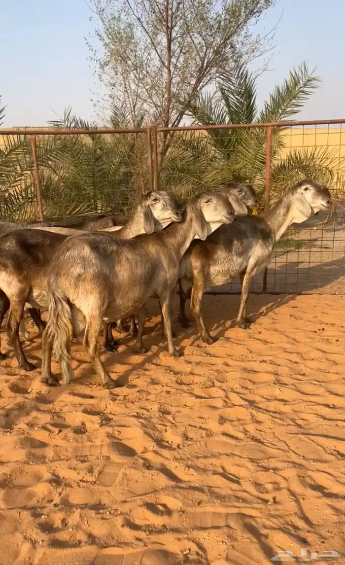شياه سواكن درمانية صنف نادر خصممم 0