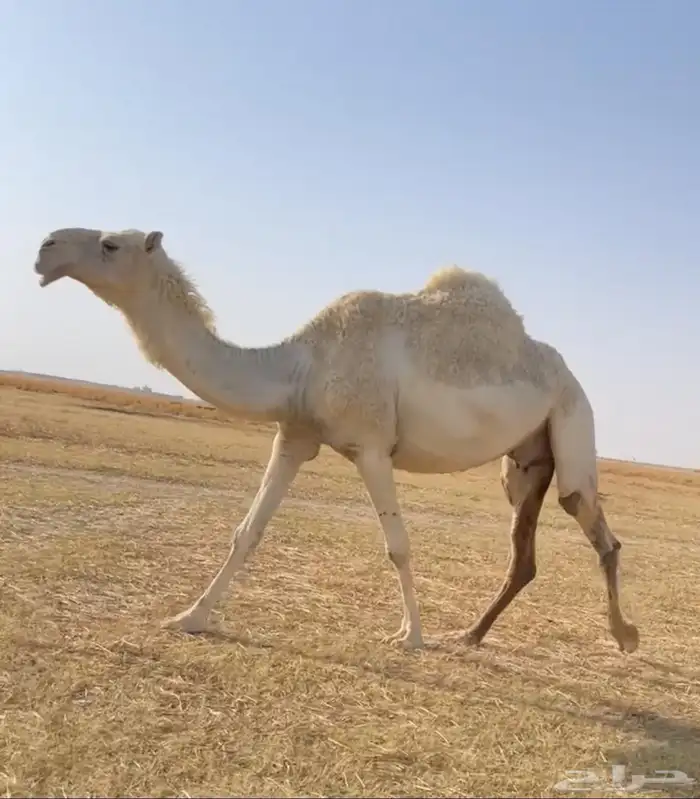 اللقحات الوضح الكفو 1