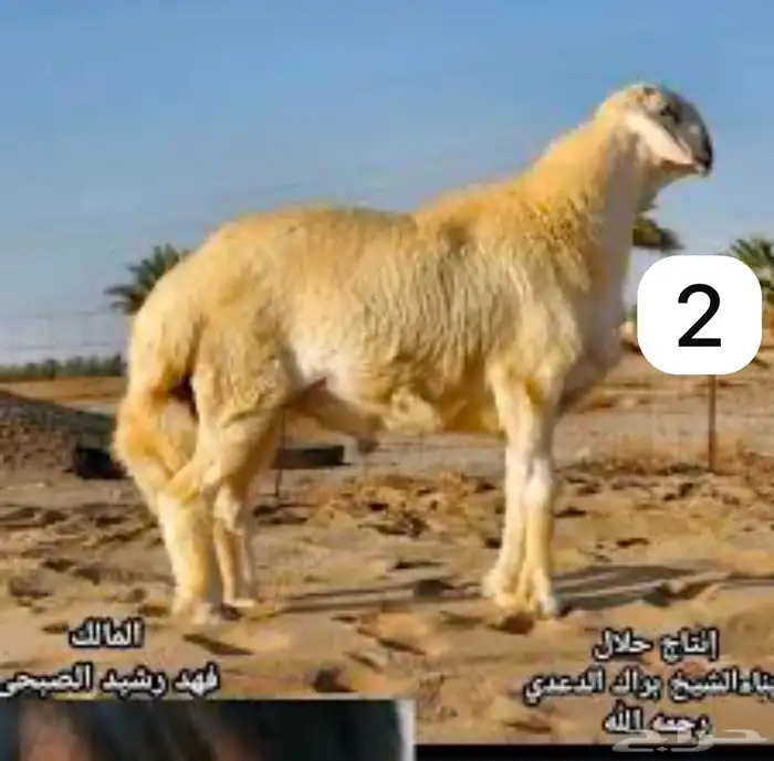 مشروع فحل حري قوي 3