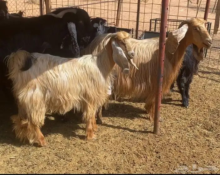 معزا صفر 0