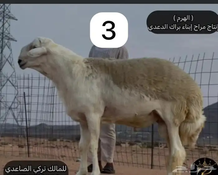 مشروع فحل حري قوي 4