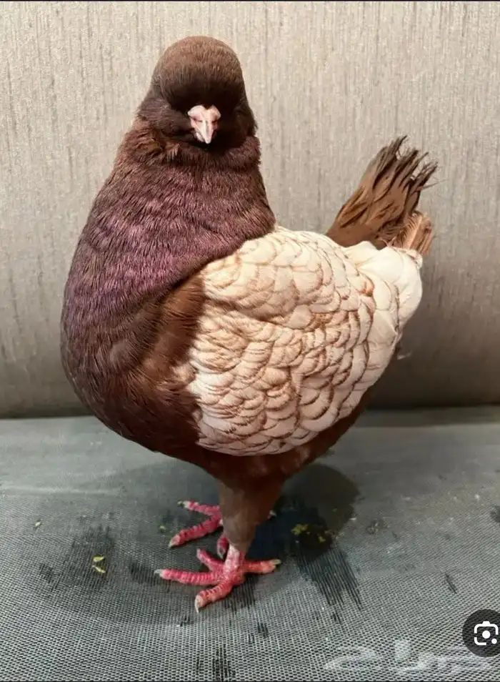 مطلوب كنق ارجنت 25 جوز 0