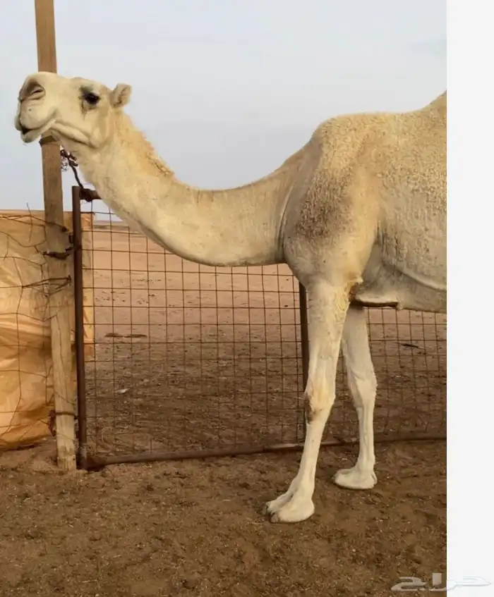 قعود فحل طيب مره حيسوني 5