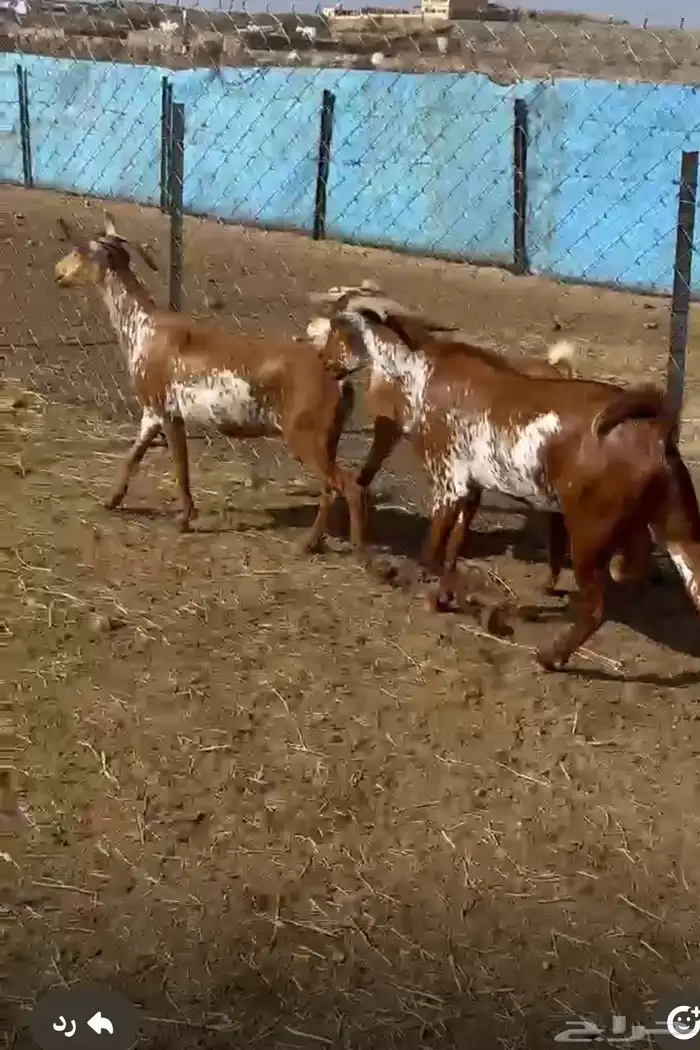 معزاء للبيع 0