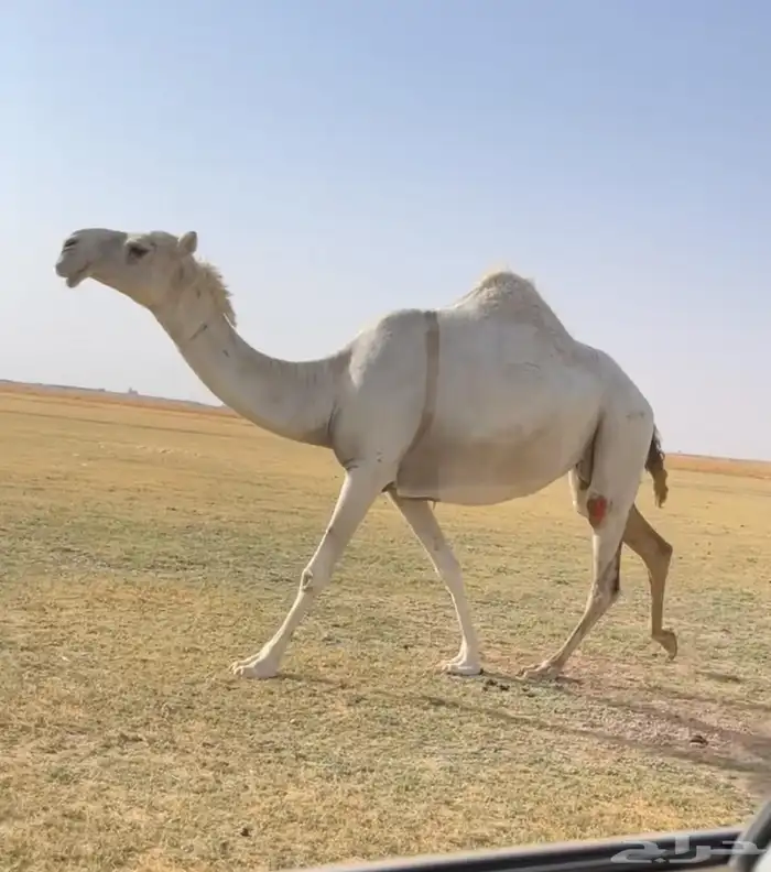 اللقحات الوضح الكفو 3