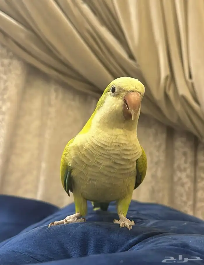 متجر ببغائي 4