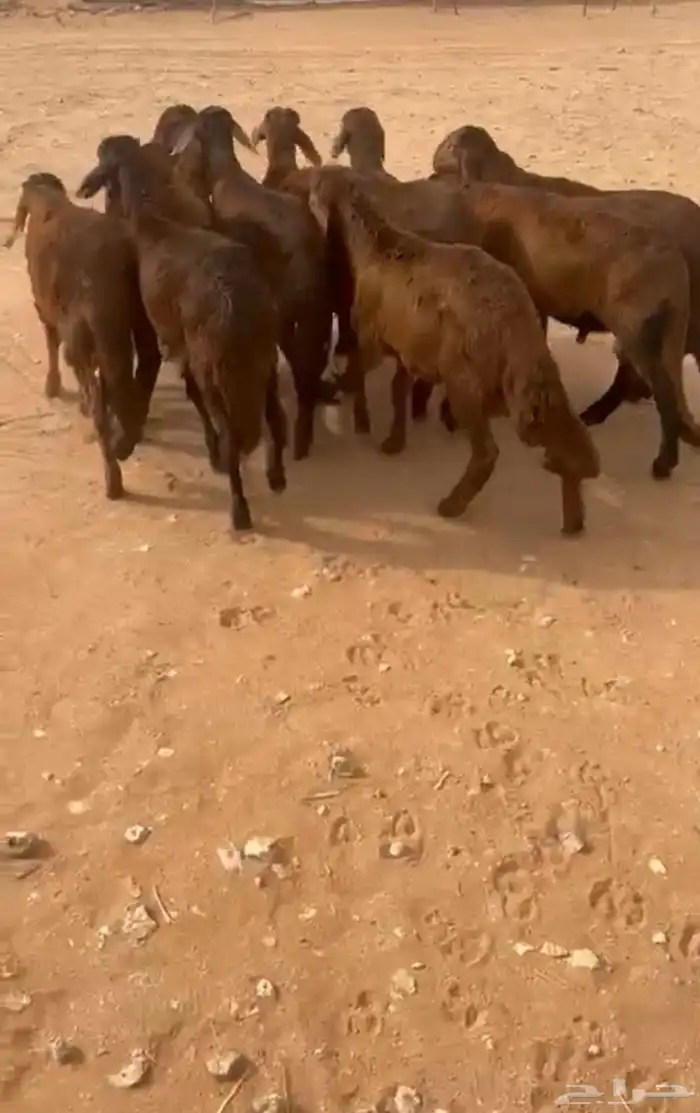 سواكن مرابي طيبة العدد 10 0