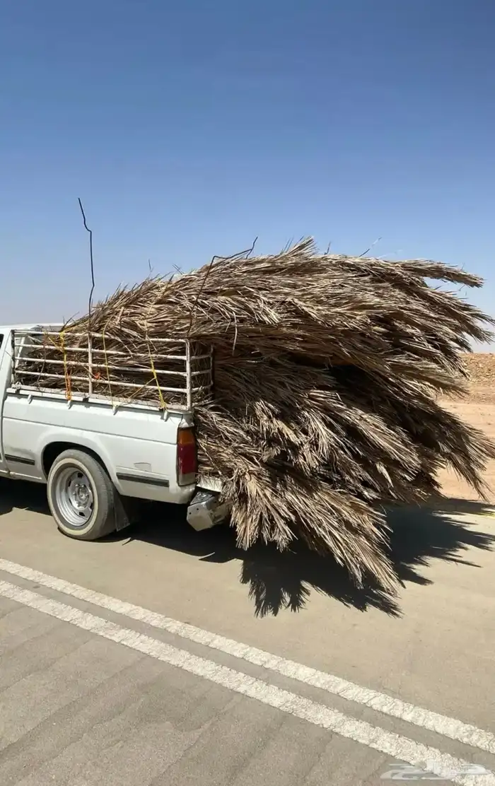 سعف نخل للبيع 0