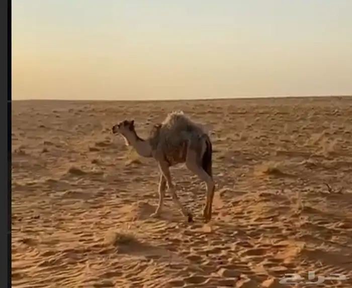 للبيع 5 قعدان 1