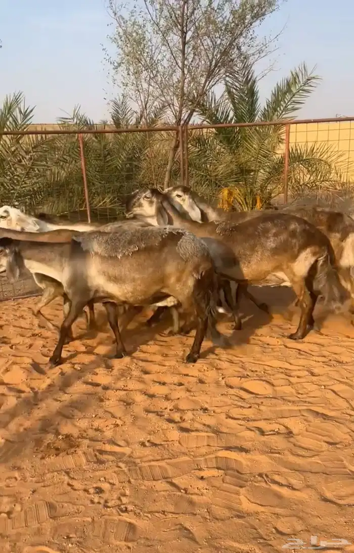 شياه سواكن درمانية صنف نادر خصممم 2