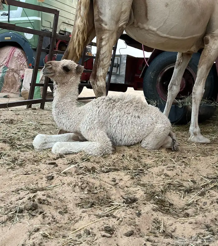 قعود حوار عمره حول شهر 0