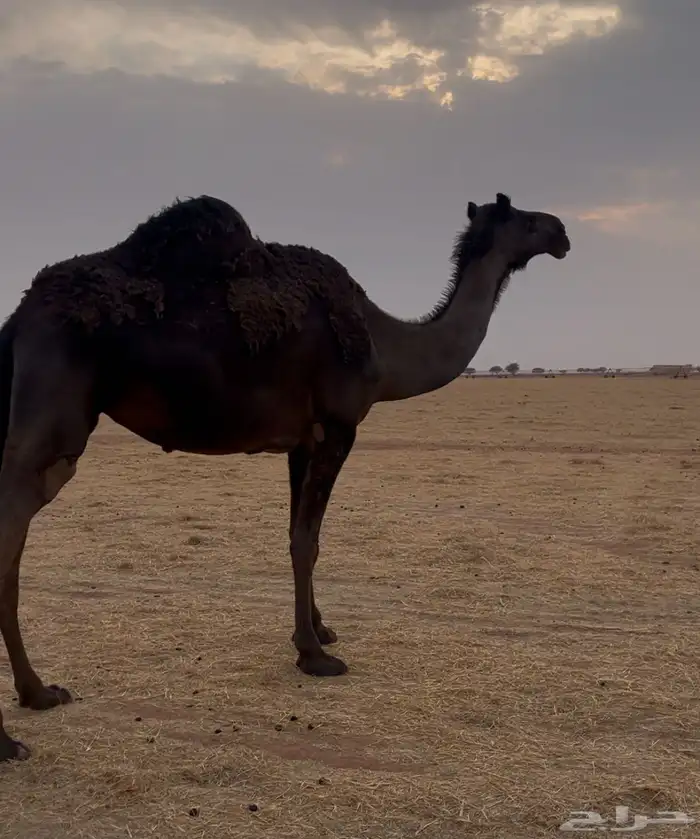 المجهم اللقحة الطيبة الي في بطنها رابعها 1