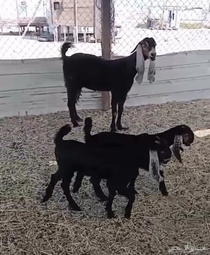 للبيع عنز مشروكه يتبعه جفرتين 2