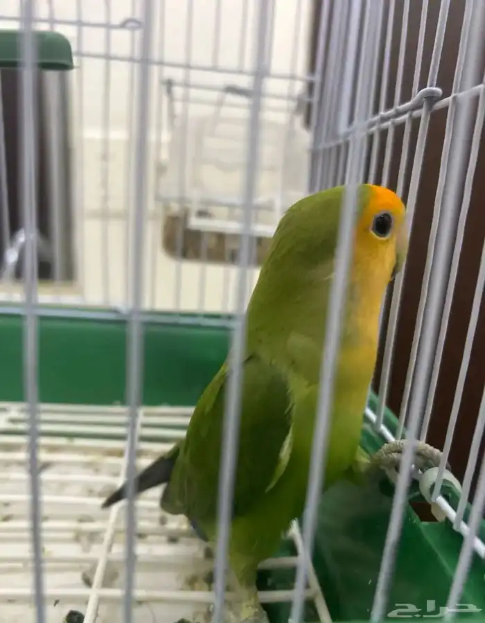 عصفور روز 1