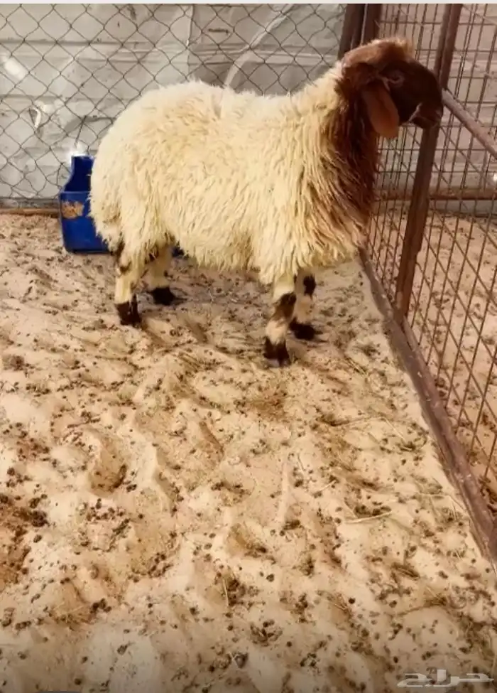 خروف 0