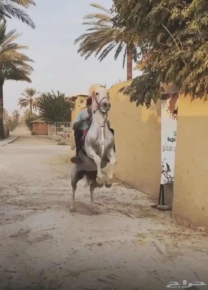 حصان شعبي 2