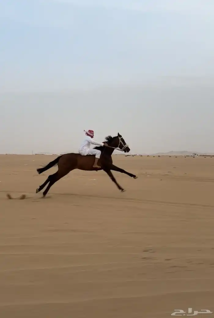 حصان سبوق للبيع 3