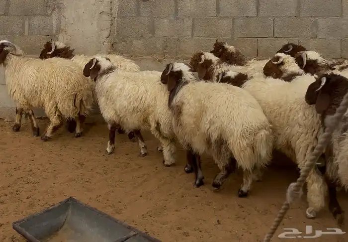 طليان فاخره 3