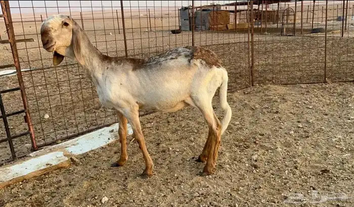 جذعه درمانيه فاخره 1