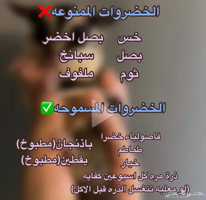 سناجب قلايدر بجدة 3