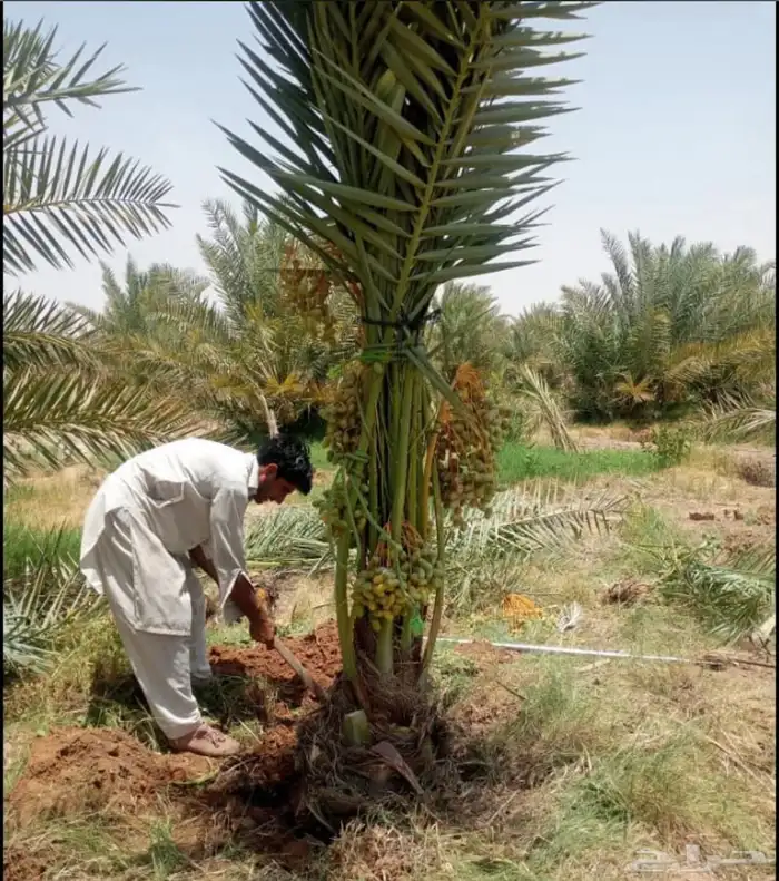 نخيل مثمربجميع أنواعه ومقاساته يشمل التوصيل في أنحاءالمملكه 4