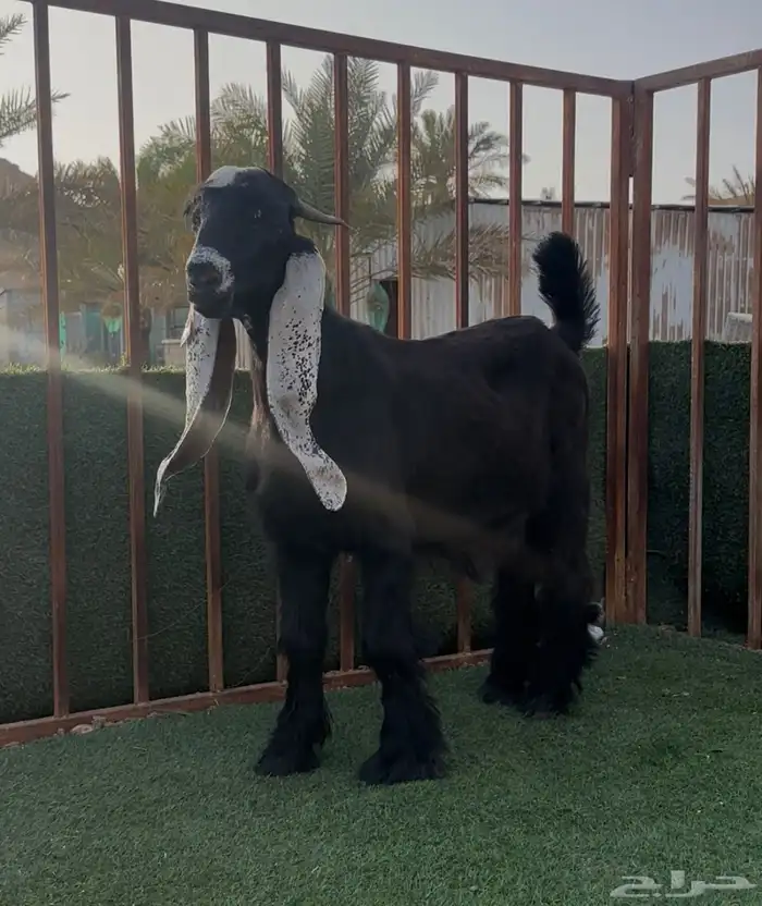 جذع عارضي معرف ام واب 2
