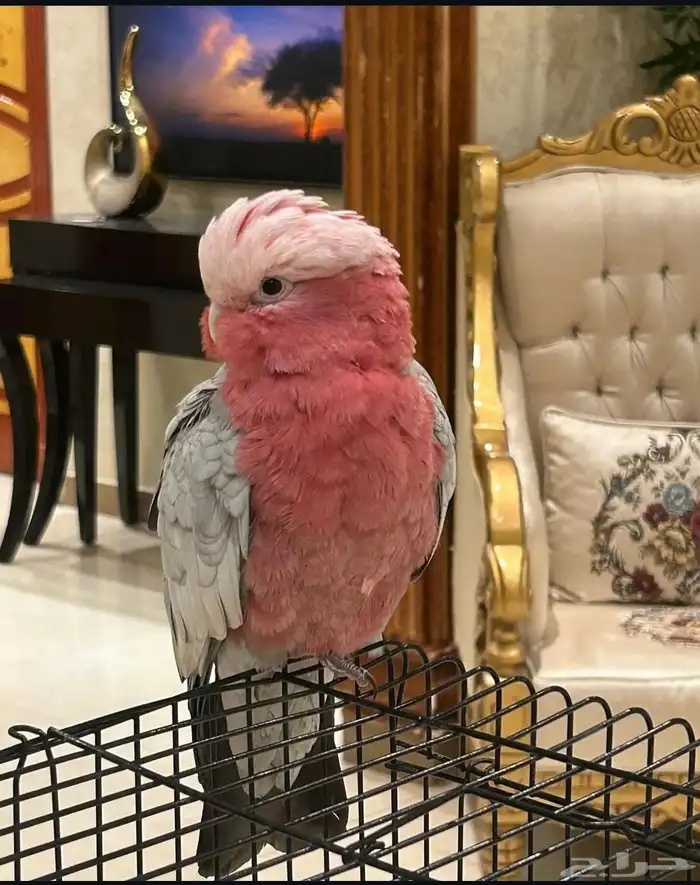 متجر ببغائي 0