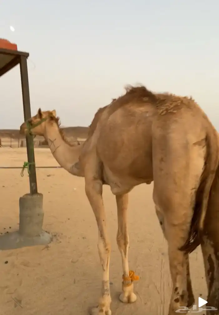 قعود ركبي طايع 1