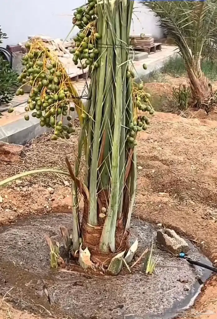 نقوم بتوريد وزراعة جميع أنواع النخيل 6