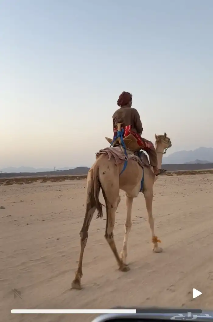 قعود ركبي طايع 0