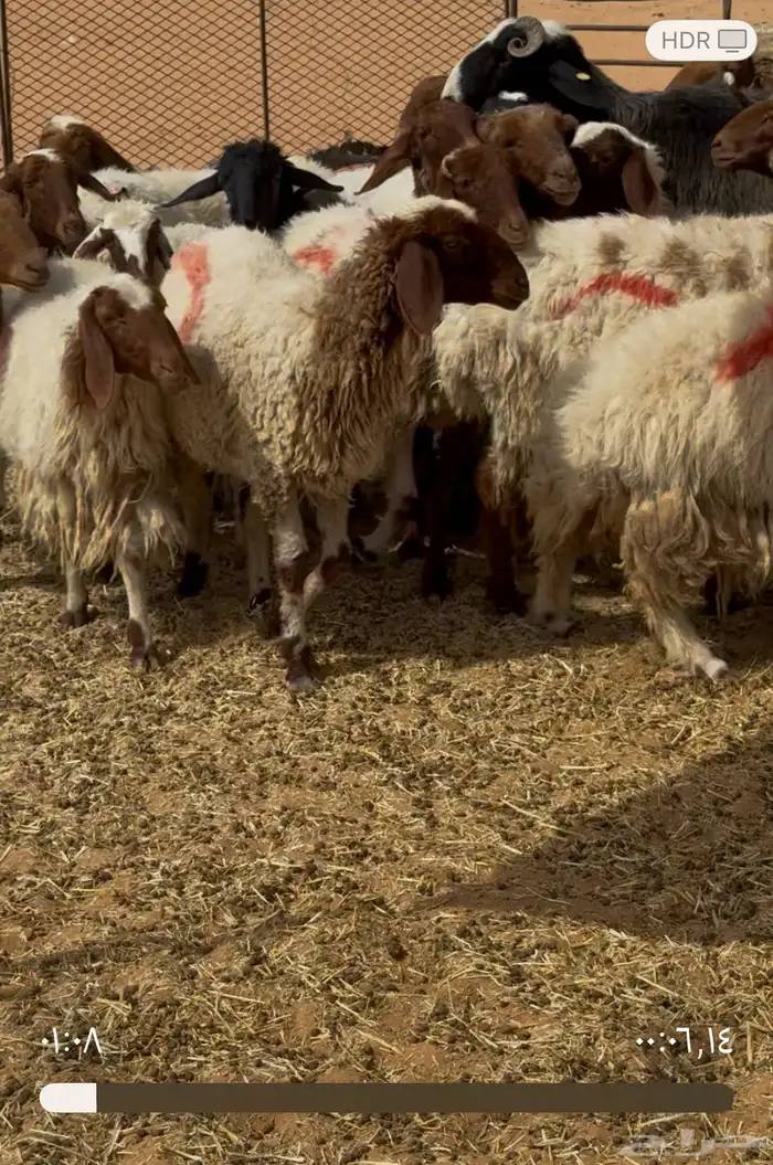 غنم نعيم 6