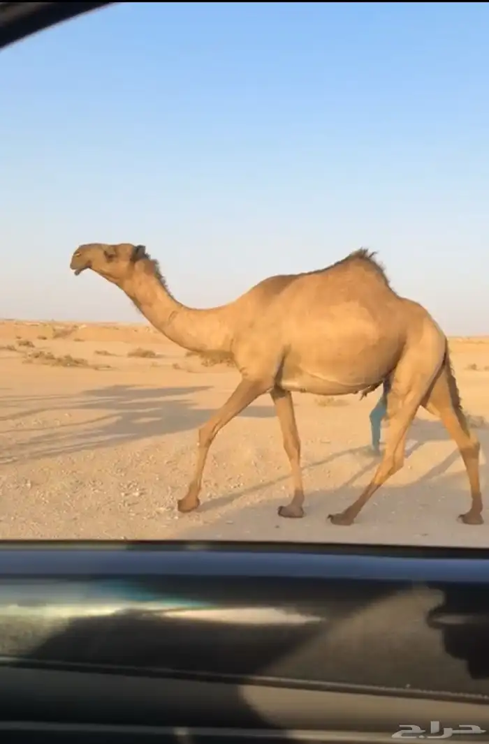 بكر عشراء جذعه تحتها بكره دبيانيه 2