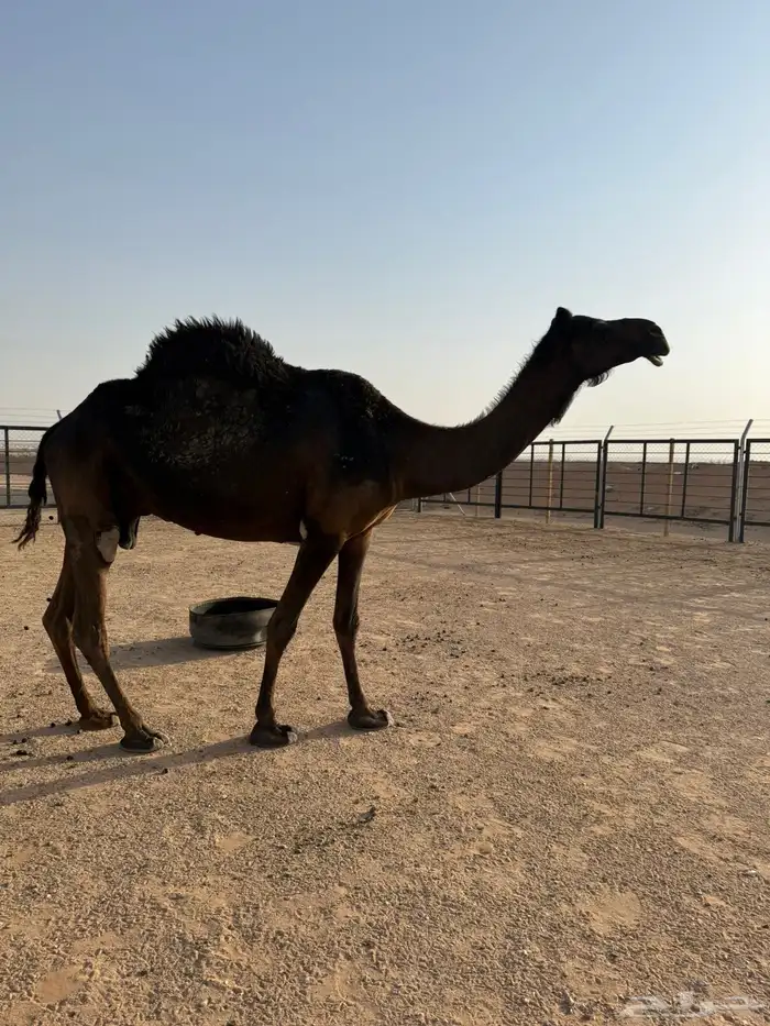 مجهم ضروبه 2