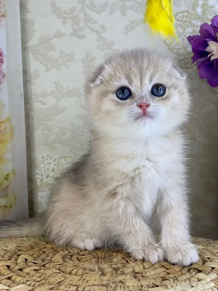 قطط برتش كيتن قطه قطوه قط سكوتش فولد قولد سكوتش ستريت cat 7