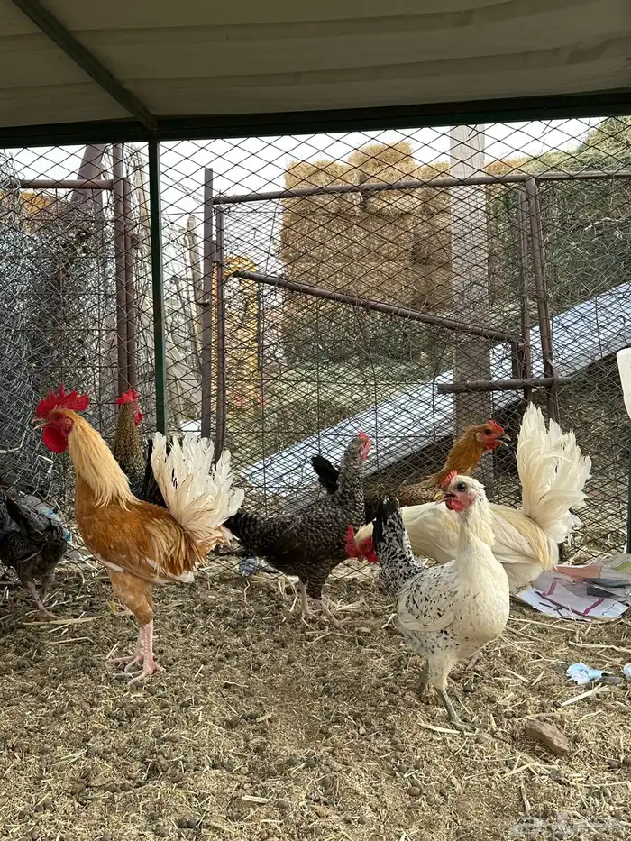 للبيع دجاج 1