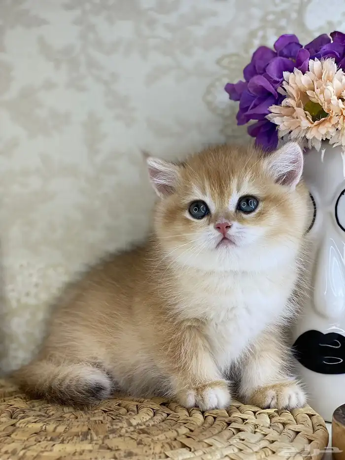 قطط برتش كيتن قطه قطوه قط سكوتش فولد قولد سكوتش ستريت cat 10