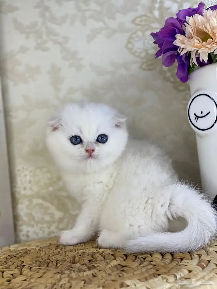 قطط برتش كيتن قطه قطوه قط سكوتش فولد قولد سكوتش ستريت cat 4