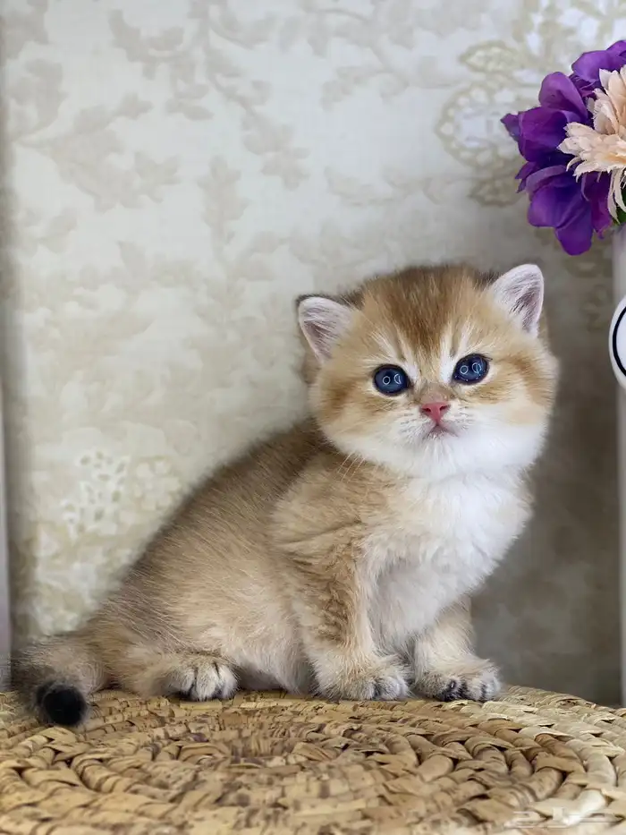 قطط برتش كيتن قطه قطوه قط سكوتش فولد قولد سكوتش ستريت cat 8