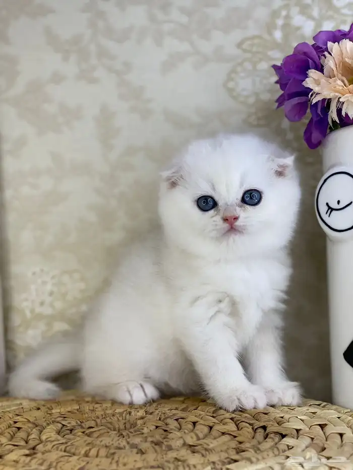 قطط برتش كيتن قطه قطوه قط سكوتش فولد قولد سكوتش ستريت cat 5