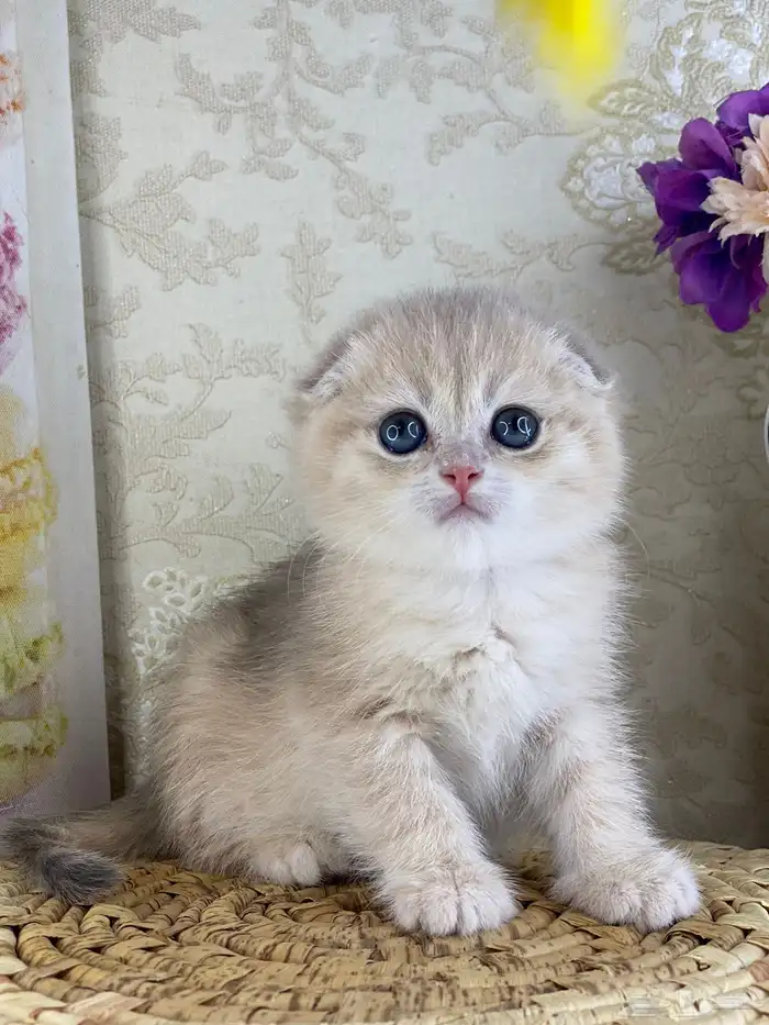 قطط برتش كيتن قطه قطوه قط سكوتش فولد قولد سكوتش ستريت cat 6